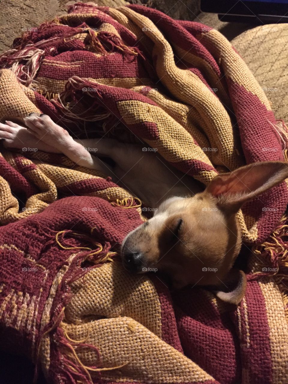 Teacup Chihuahua sound asleep