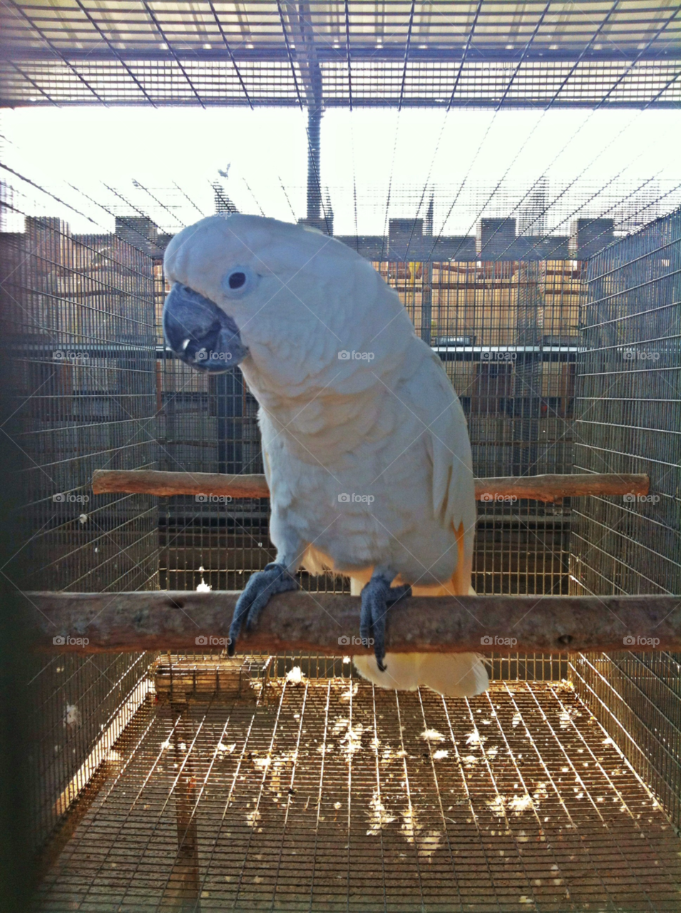 israel white cage bird by nectarb