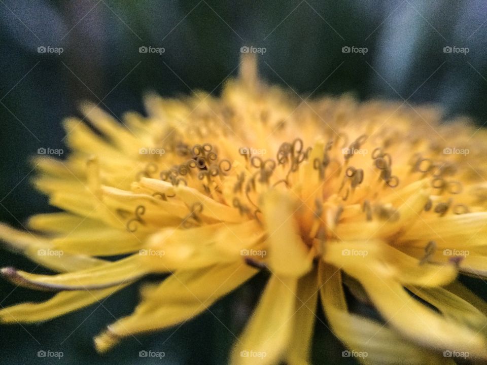 Dandelion bloom. Little girls dance across lawns spreading dandelion blooms to the bane of homeowners near and far. 