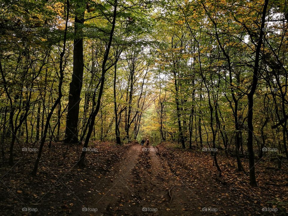 Path under the trees in the forest in fall