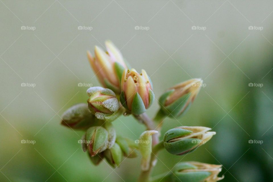 Close-up of a small Flowers 