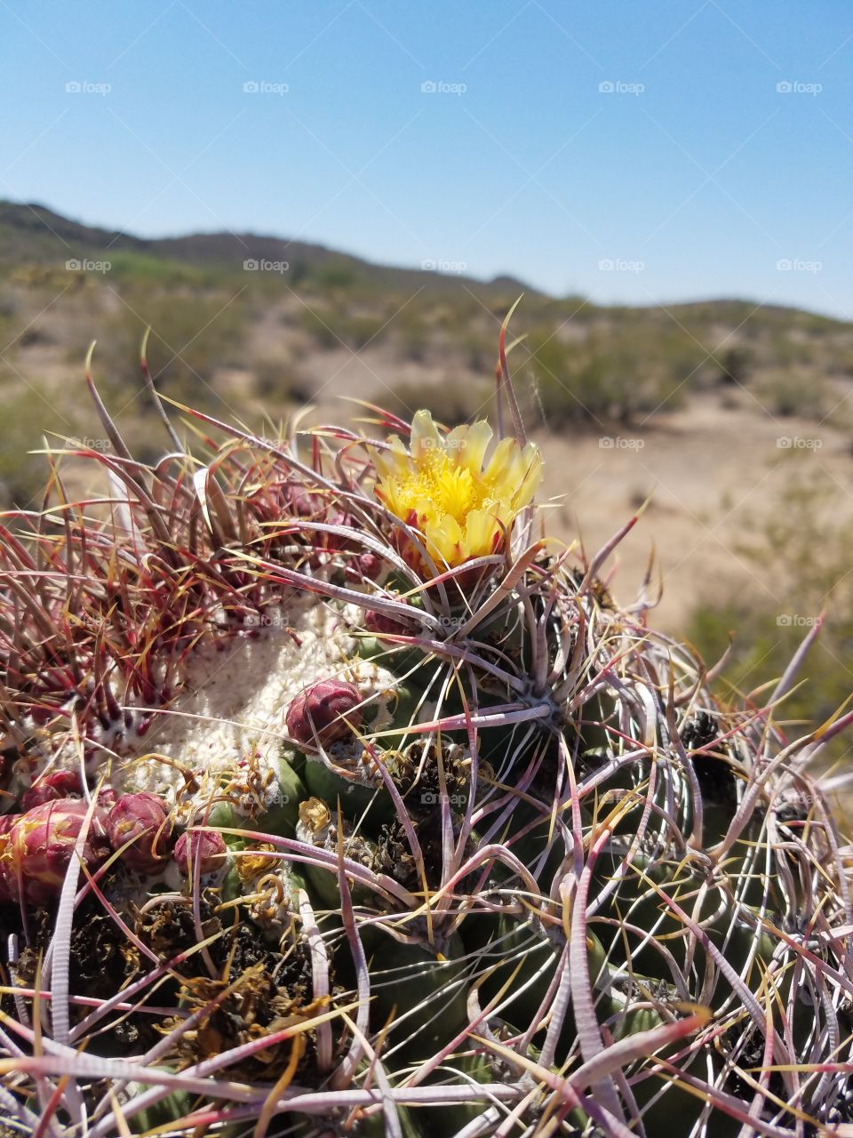 Cactus, Nature, Flora, Dry, Desert