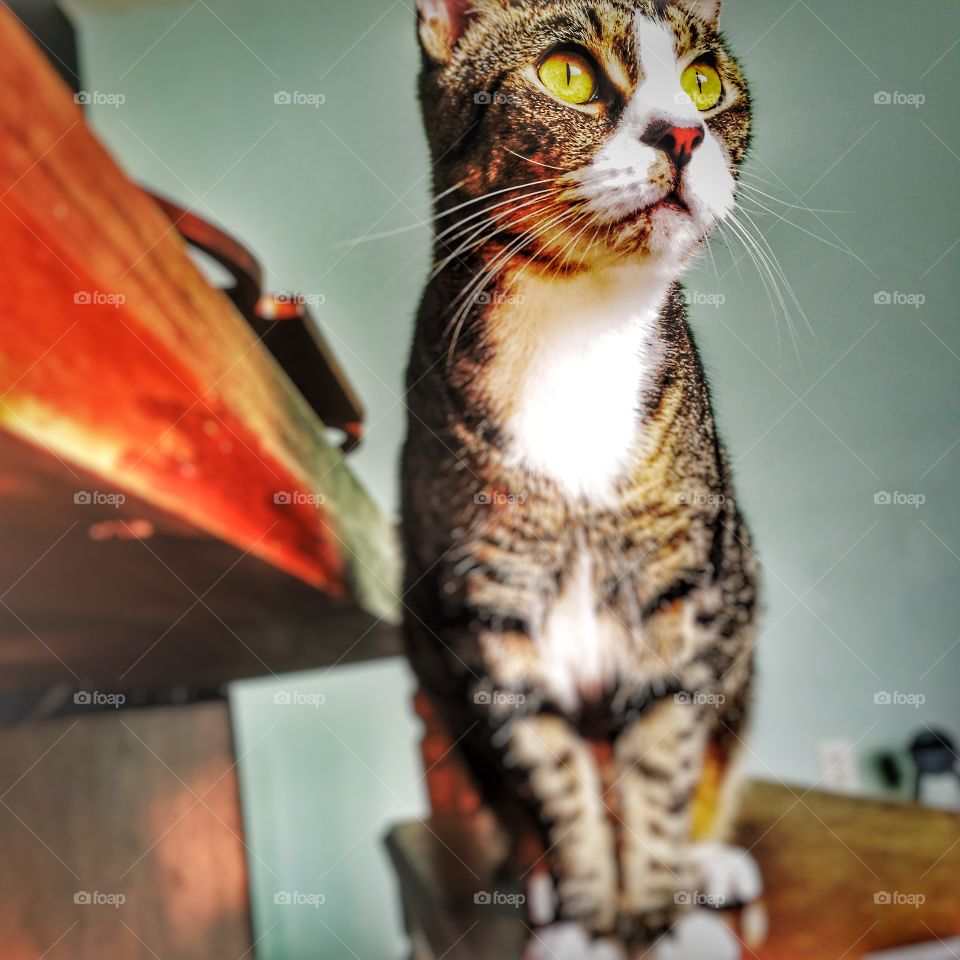 King . A beautiful cat next to a piano