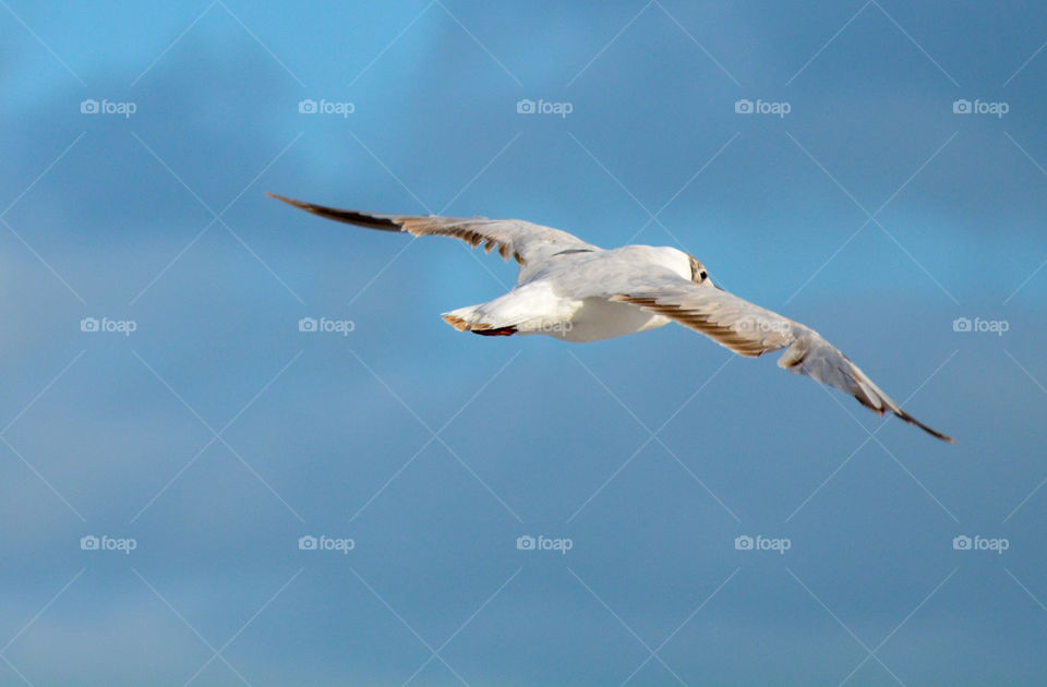 Seagull bird flying, blue sky, wildlife nature white seabird animal  freedom fly closeup portrait