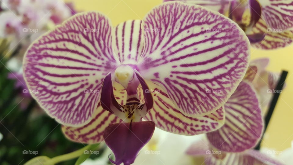 orchid