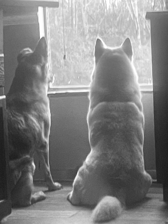 Bird watching 