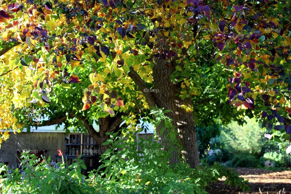 Trees of Yellow