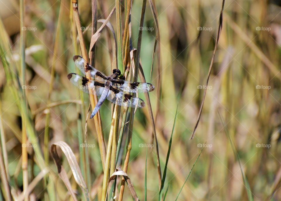 close up of a dragonfly resting on a blade of grass.