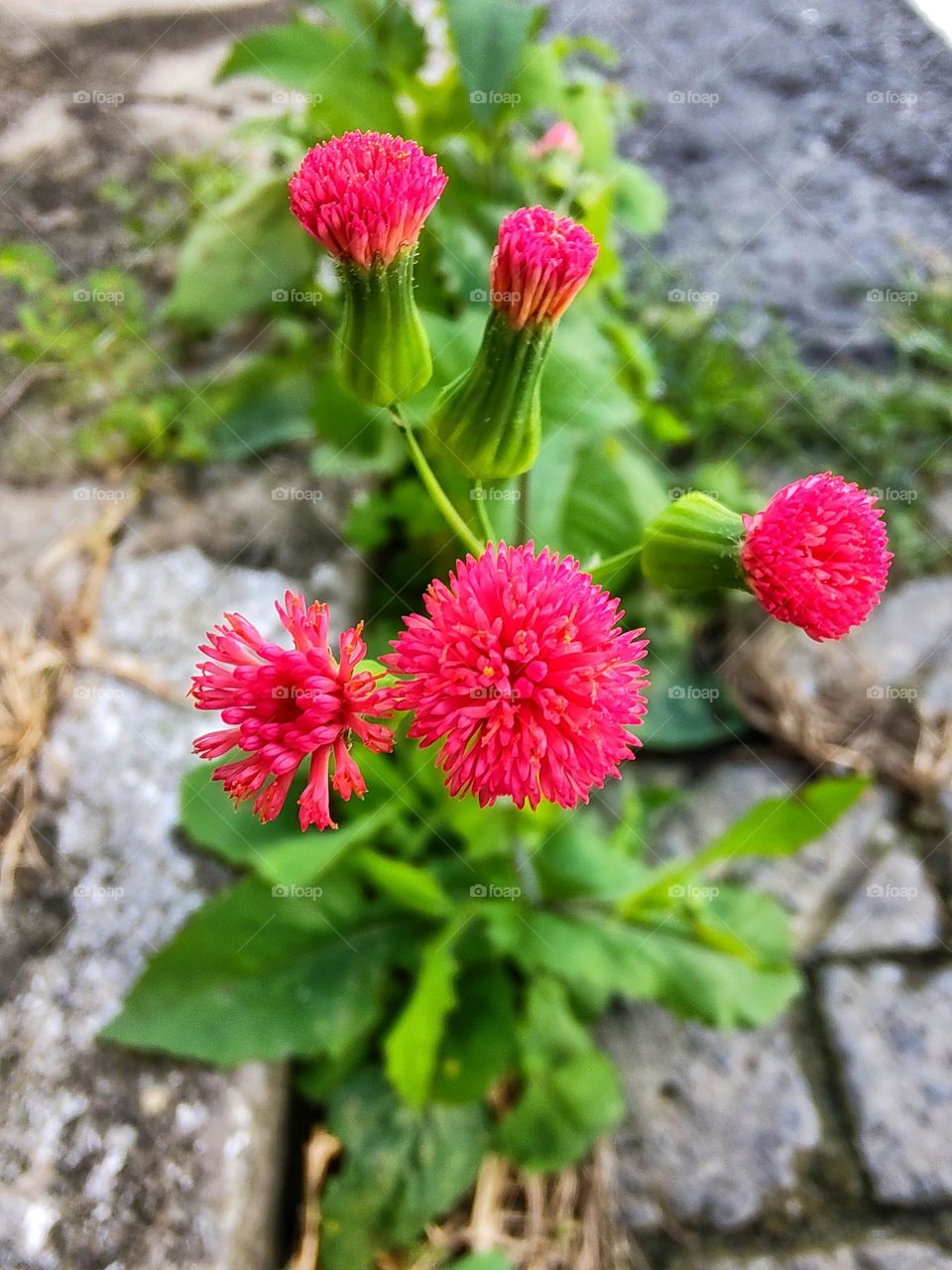 Known as beautiful-emilia, wild serralha, brush-de-student or serralhinha, the cotton-de-prea is a plant originating in Tropical Asia.