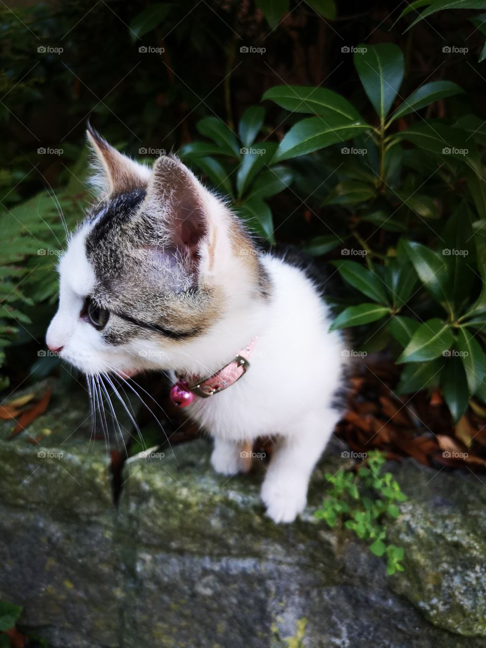 Small cute kitten