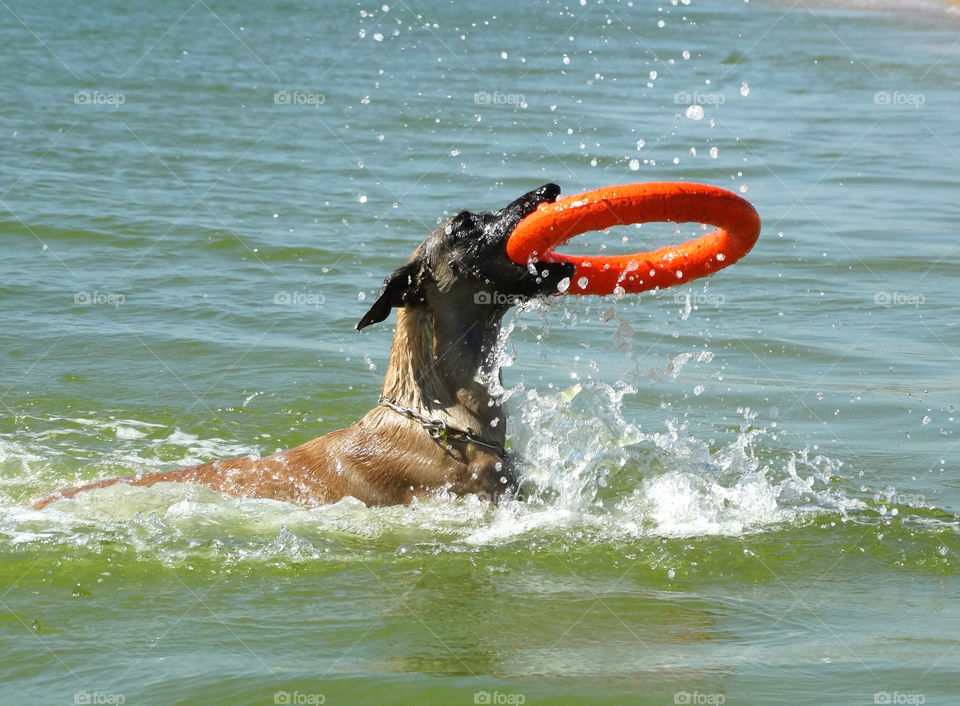 Belgian shepherd malinois dog and Sea