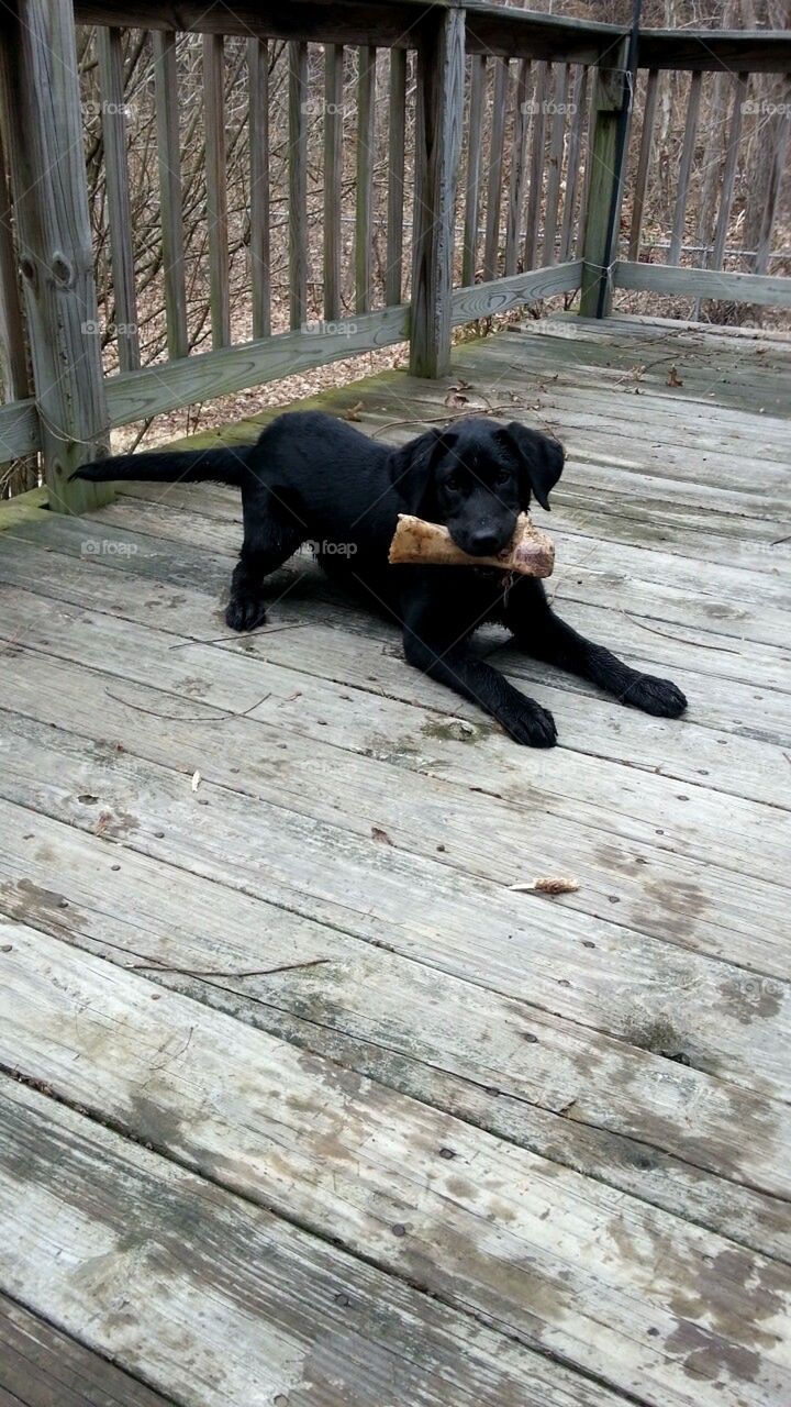 lab puppy and bone