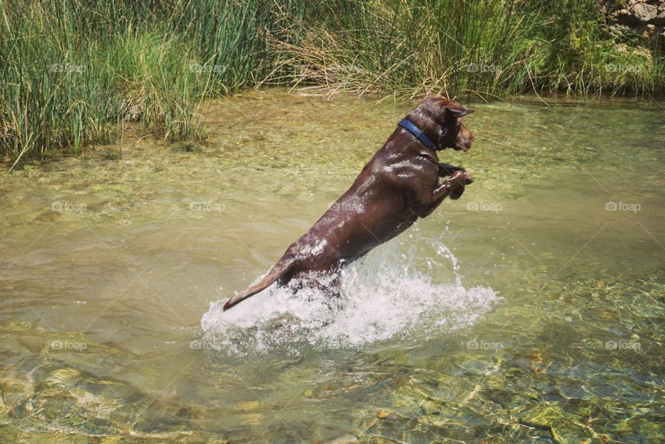 Labrador#dog#canine#water#river#play#jump#splash