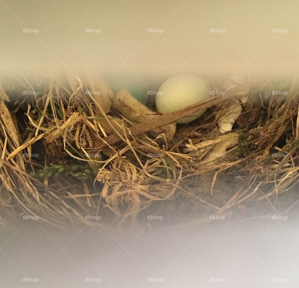 Nest of bird