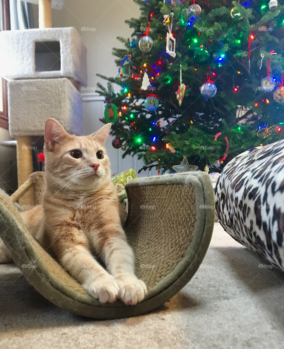 A little orange cat sits in the many cat house items underneath the family Christmas tree