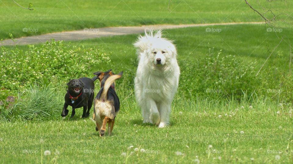 Dogs playing in field