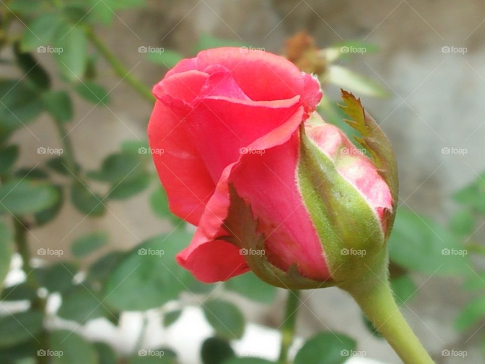 Flower, Rose, Nature, No Person, Leaf