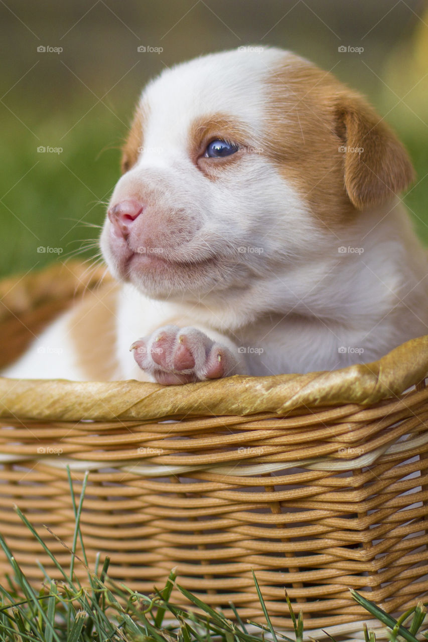 Blue puppy eyes