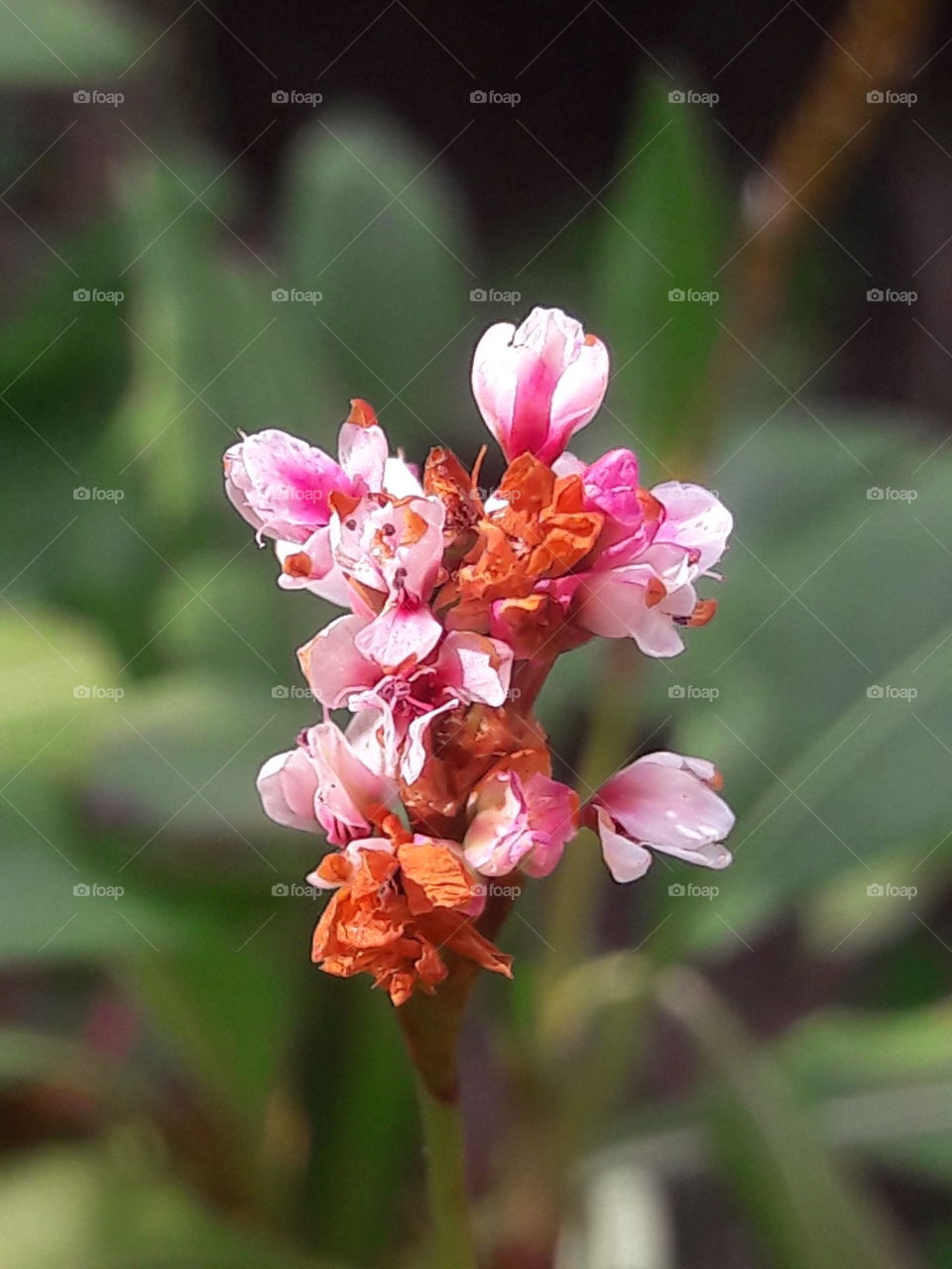 Pinky flowers