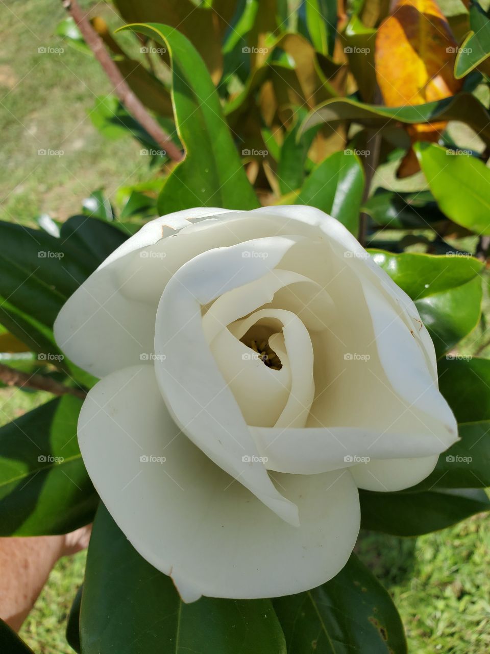 exotic fragant magnolia