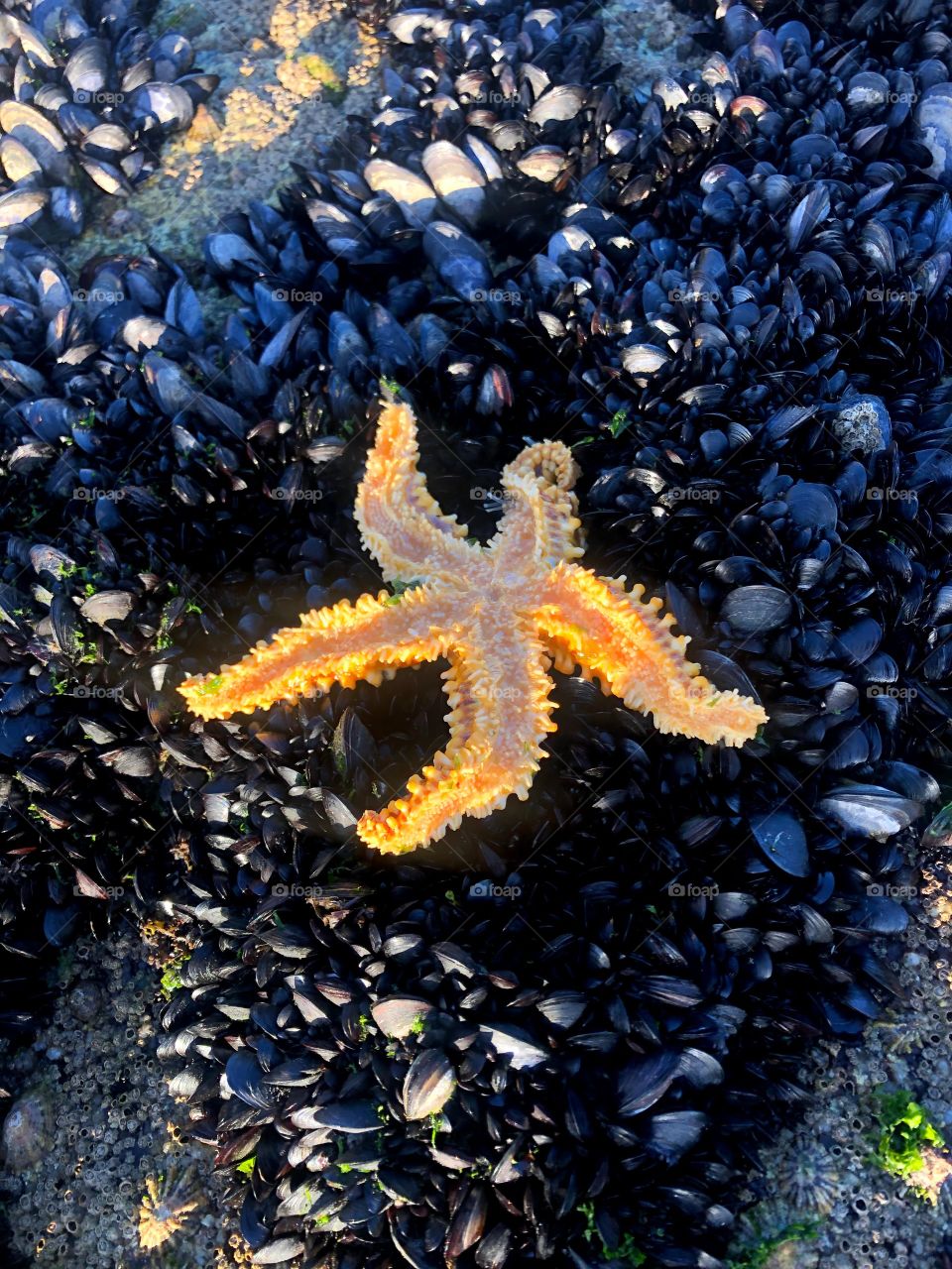 Starfish