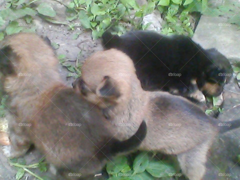 мои лапочки)