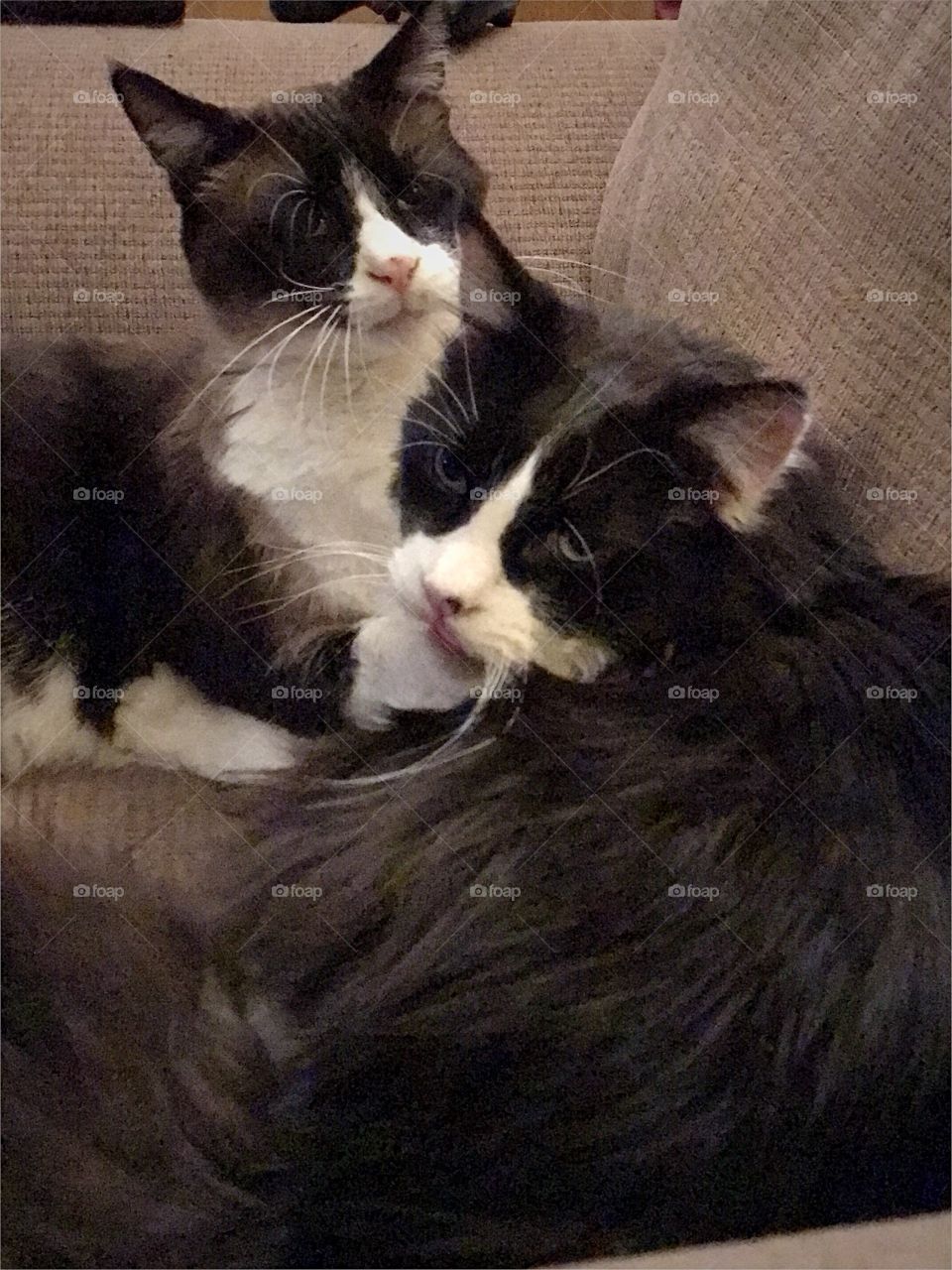 Fluffy cats