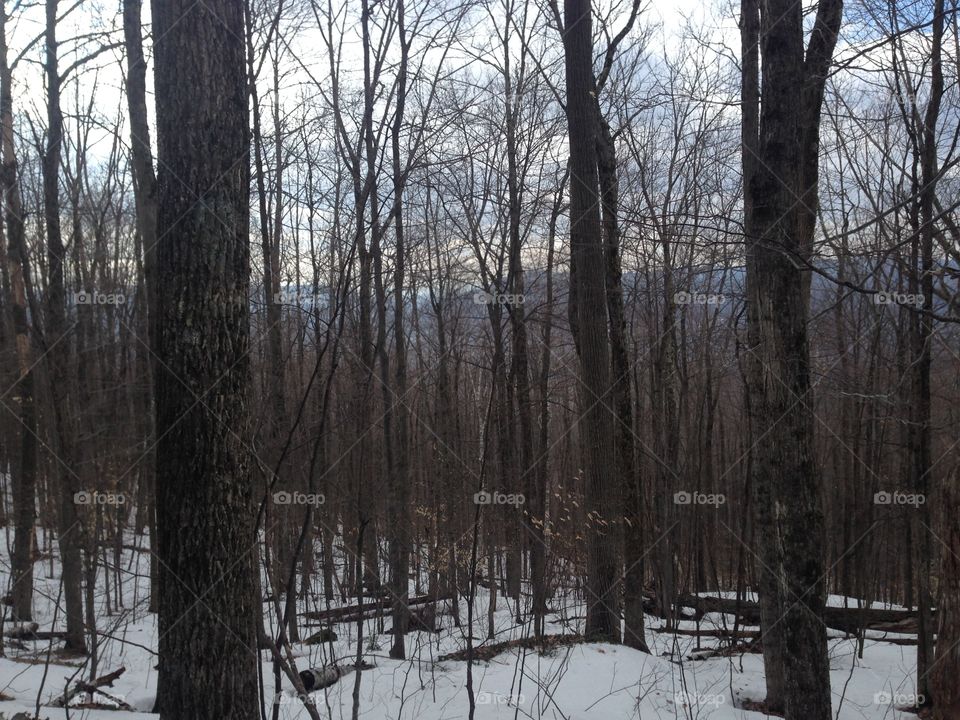 Tree, Wood, Winter, Landscape, Nature