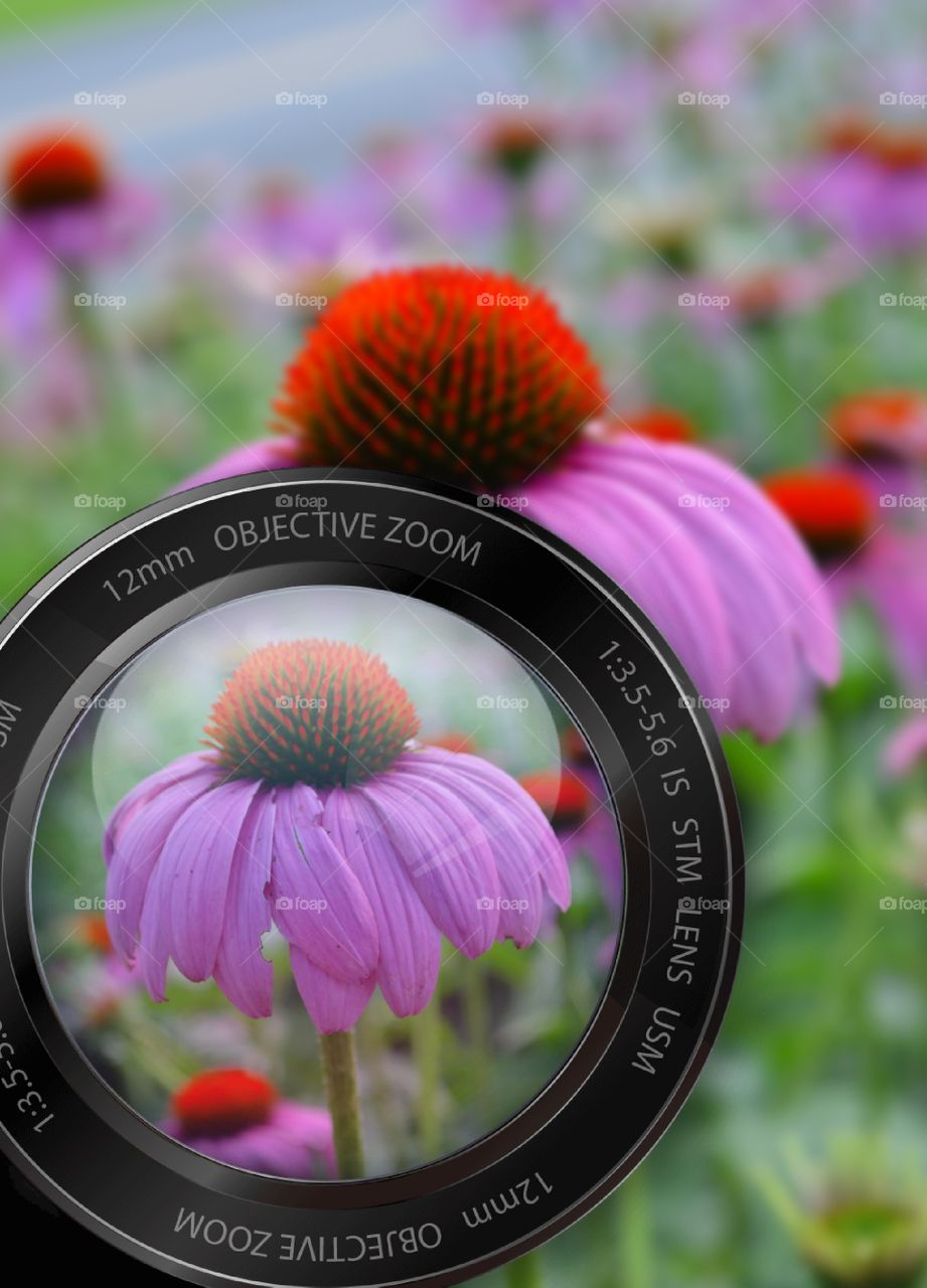 Coneflower thru Camera Lens