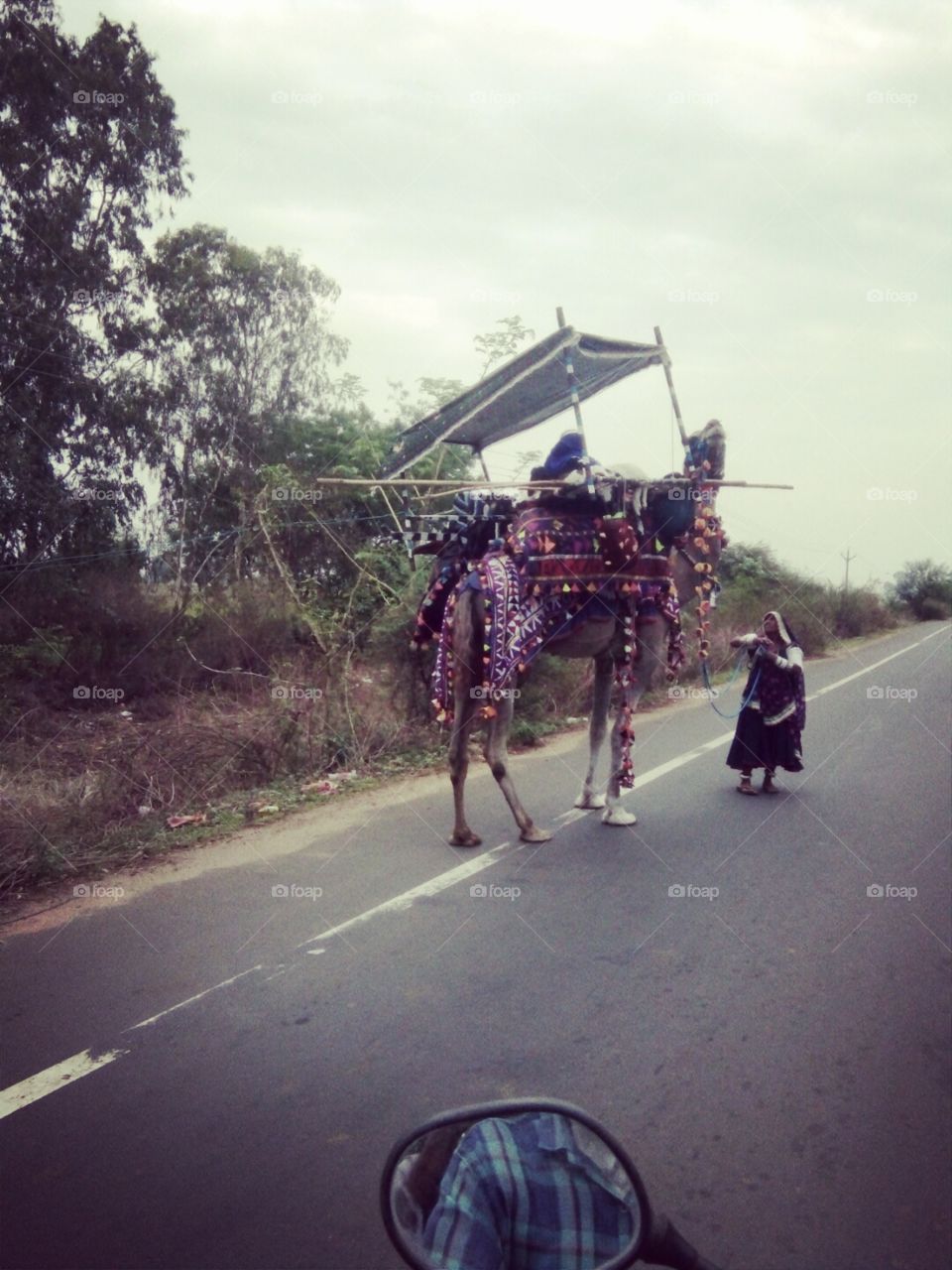 Nomadic people photo,Indian nomadic people,camel and sheep herder,color photo of nomadic people,nomadic people with camels,photo of people wandering from place to place,a colorful artistic photo