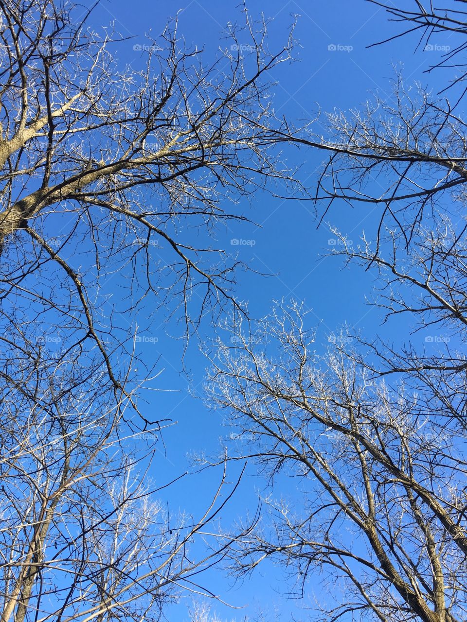 Tree, Branch, Wood, Nature, Winter