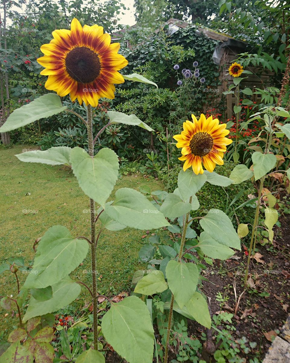 sunflower dance