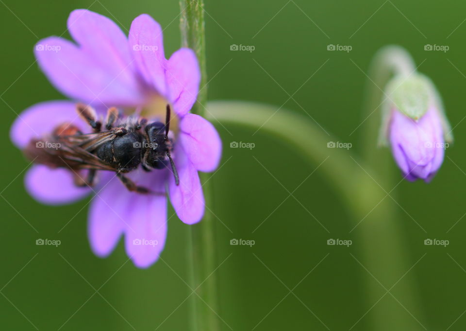 Insect On Flower