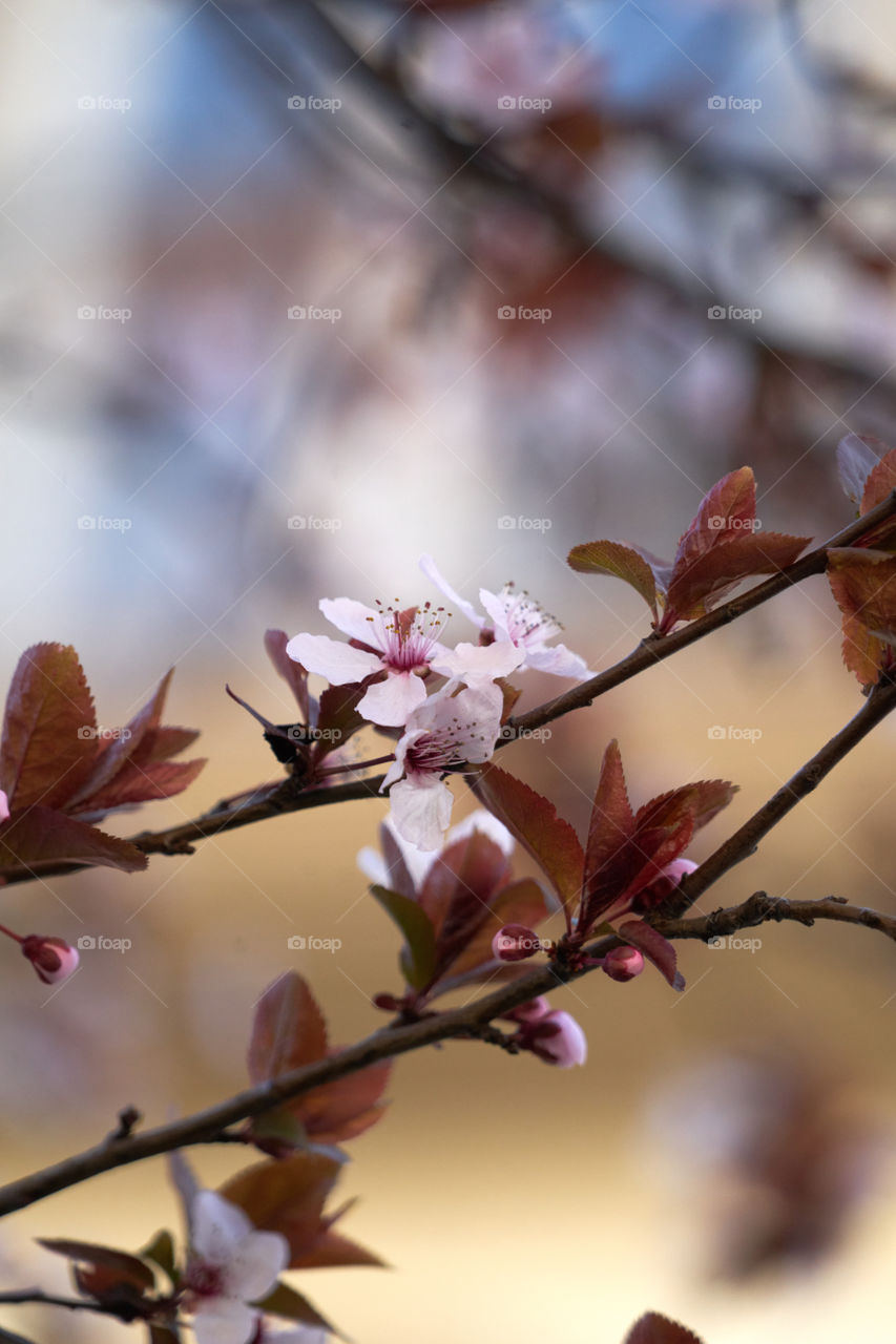 Branches with buds and flowers in spring