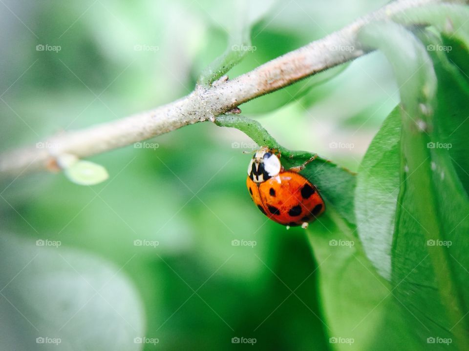 Ladybug hanging on leaf