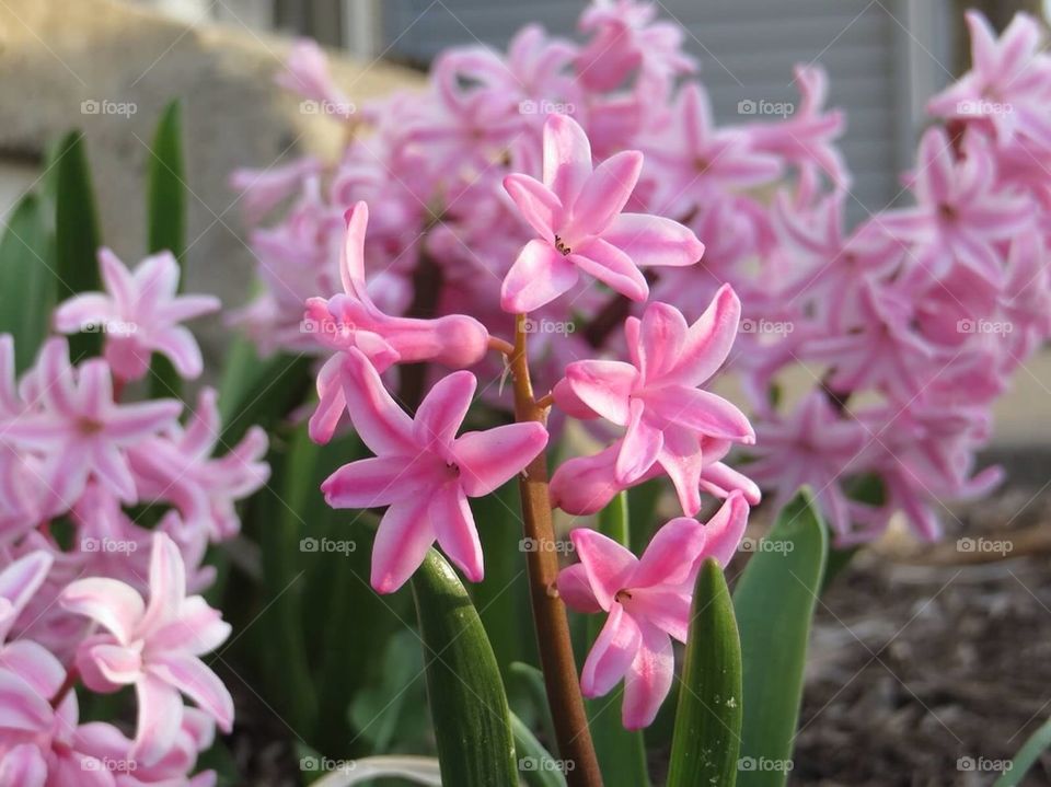 Light and dark pink lilacs