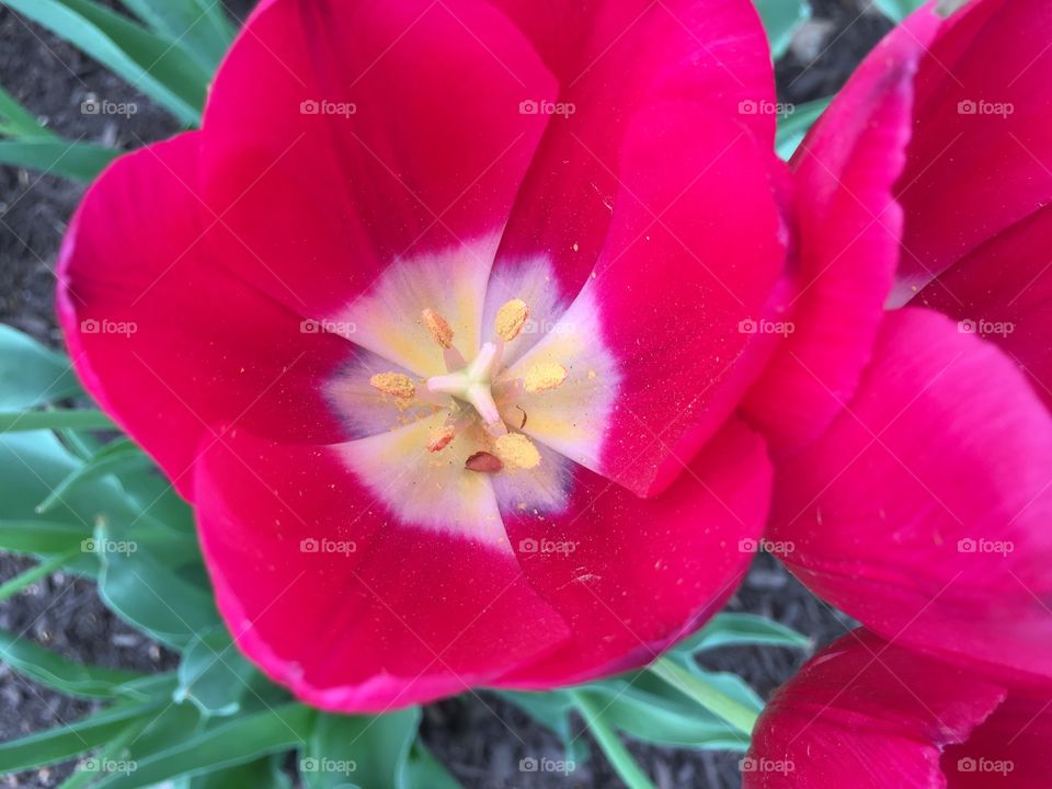 Tulip closeup 