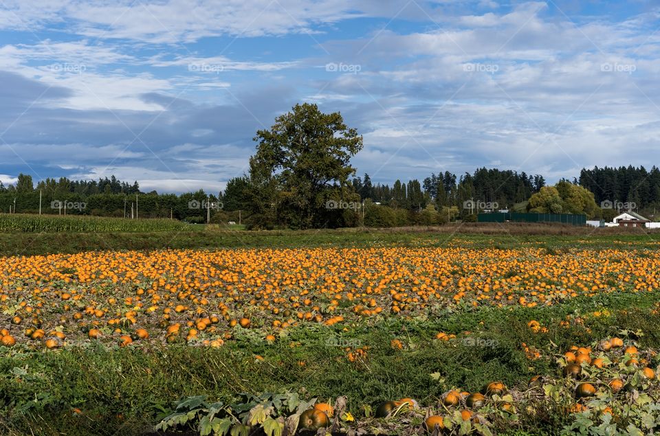 Pumpkins growing in a farm field are still partly green as they continue to ripen 