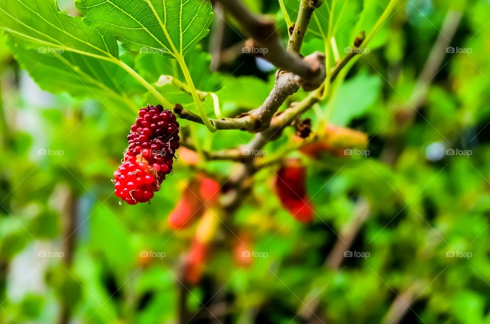 fresh fruit on the tree