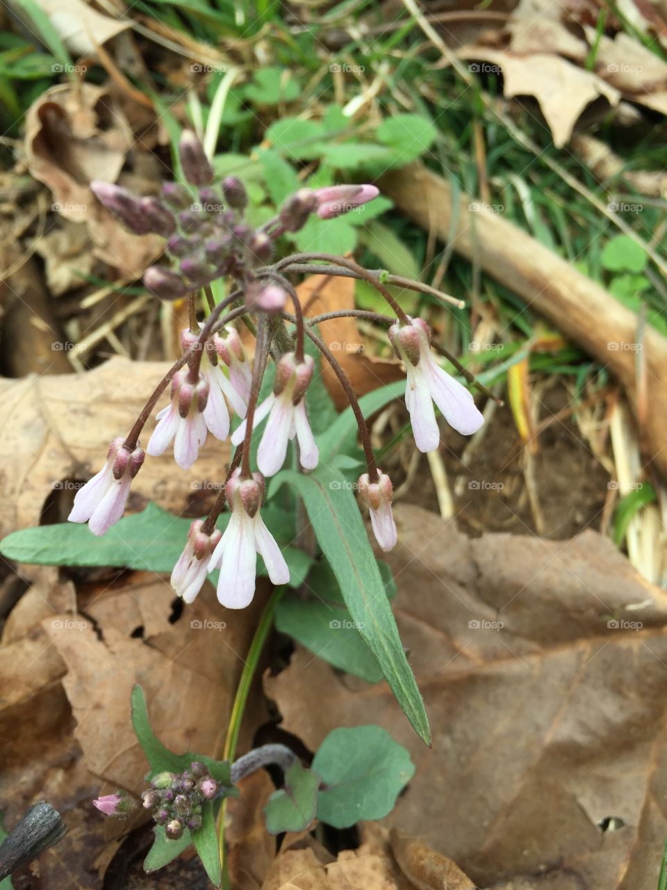 Early spring wildflower 