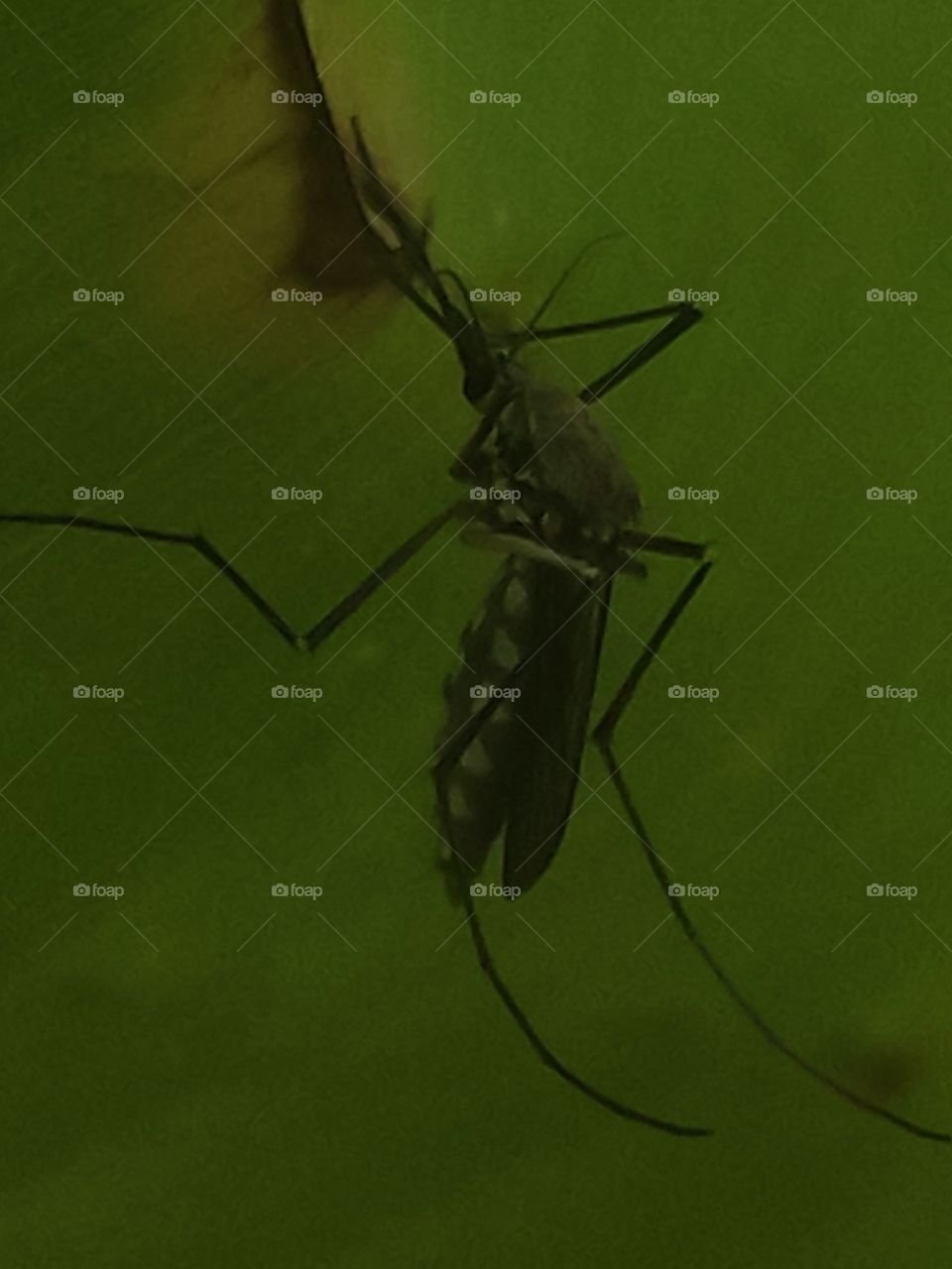 Mosquito responsible for spreading viral fevers in rainy season