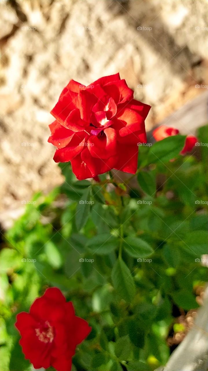 Red rose