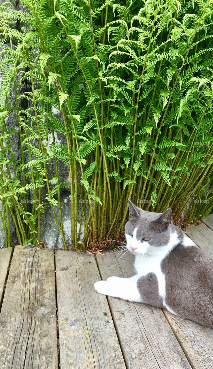 Cat on the veranda