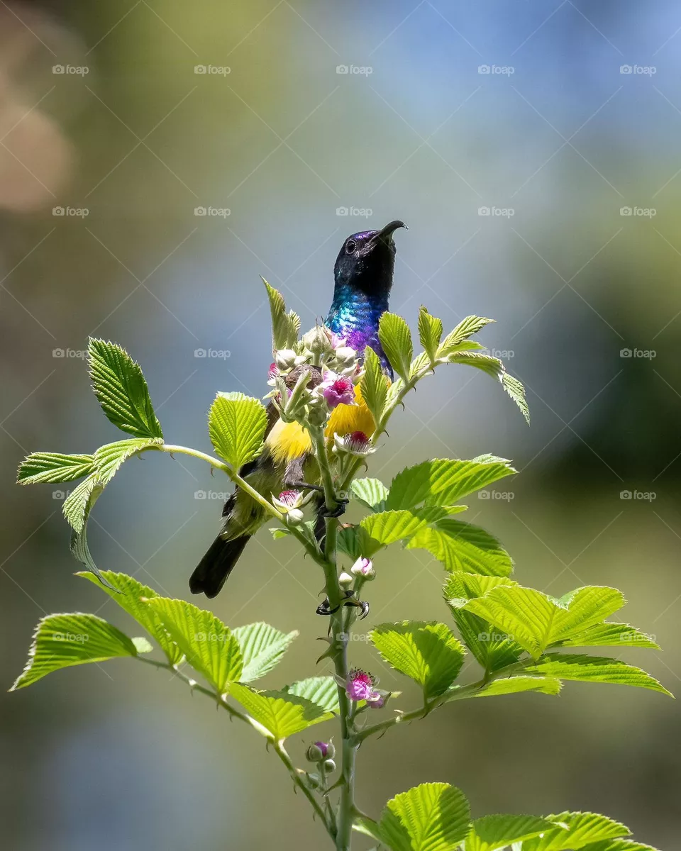nature will always thrive