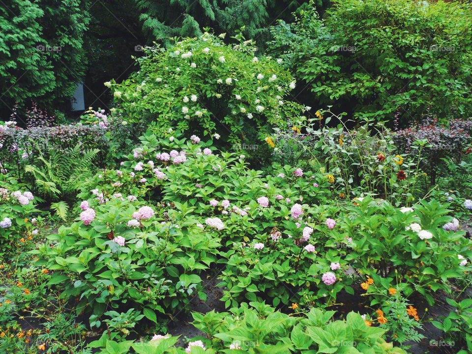 green landscape of the arboretum in the city of Kiev