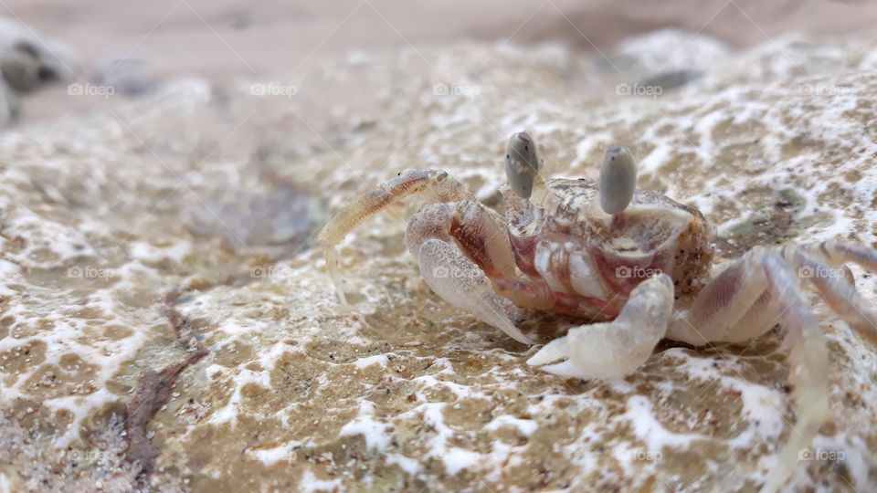 crab on the stone of beach