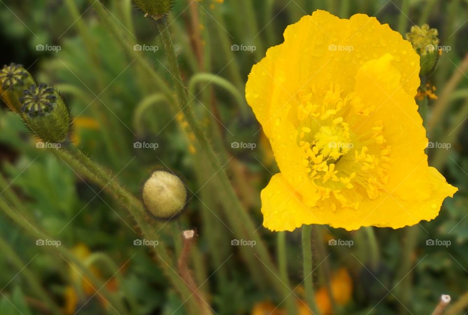 Yellow flower among green grass and stems.  Photo taken at La Paz airport in Bolivia, while we waited to board our bus.