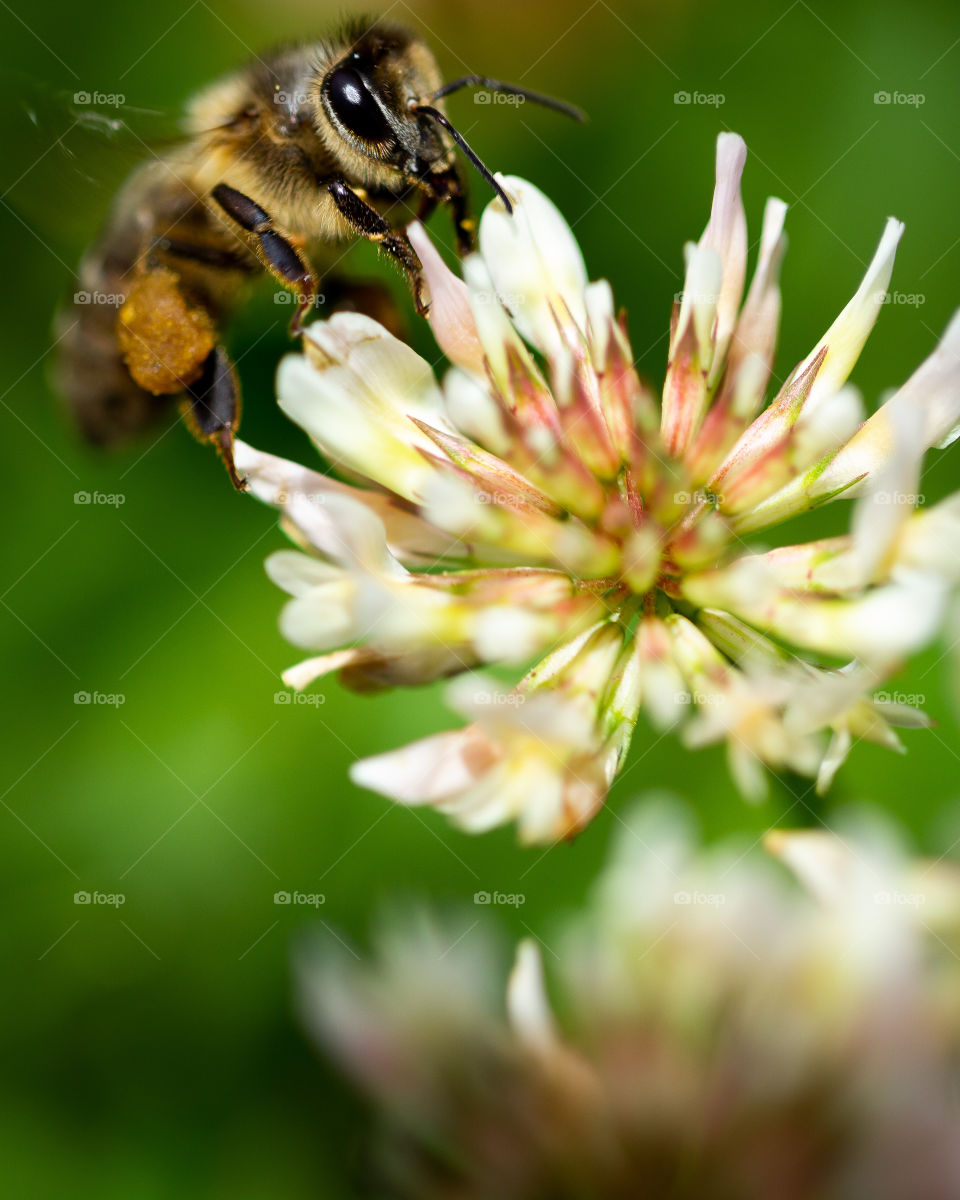 Bee macro 