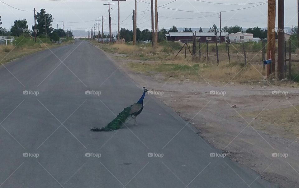 Peacock in the Country