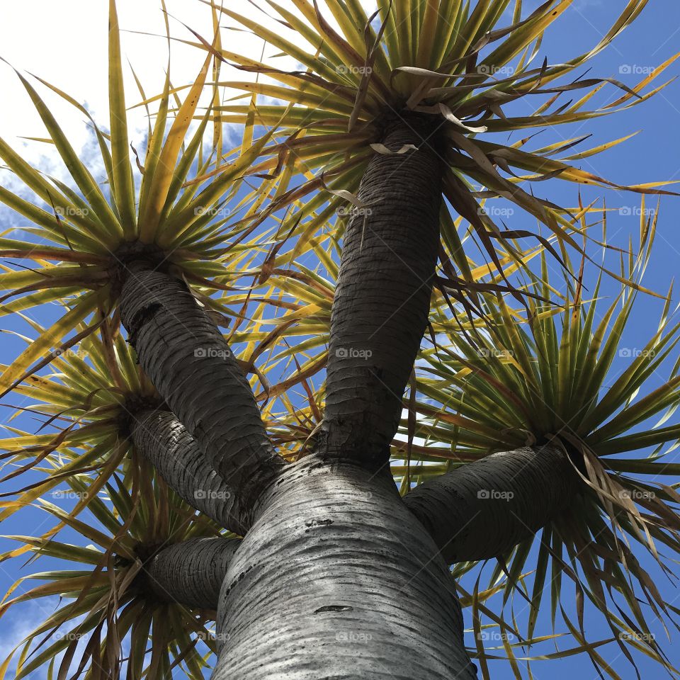 A young dragon tree 